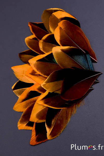 Pétales en plumes - 5-8 x 3-4 cm - or aztèque-noir